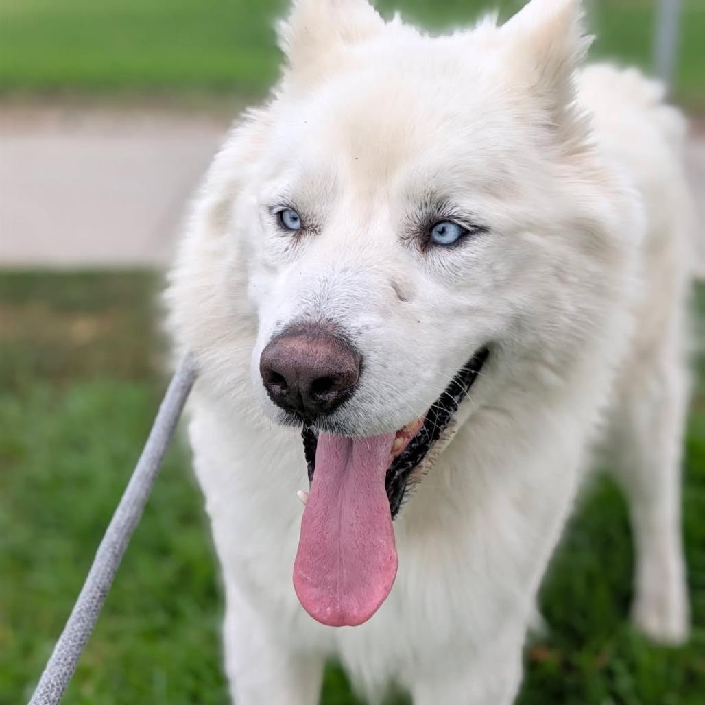 Enlarge Blue, a Adoptable mixed breed in Los Angeles, CA image 3/5