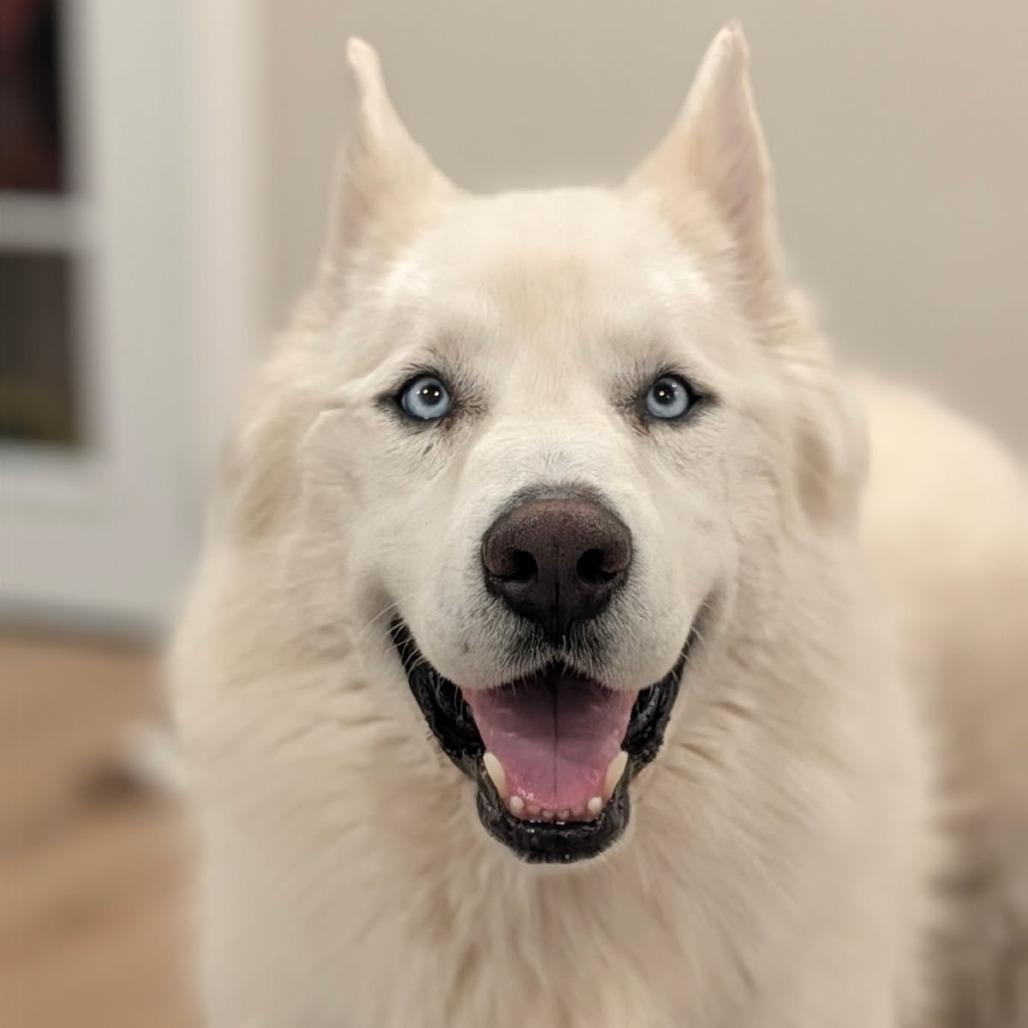 Enlarge Blue, a Adoptable mixed breed in Los Angeles, CA image 4/5