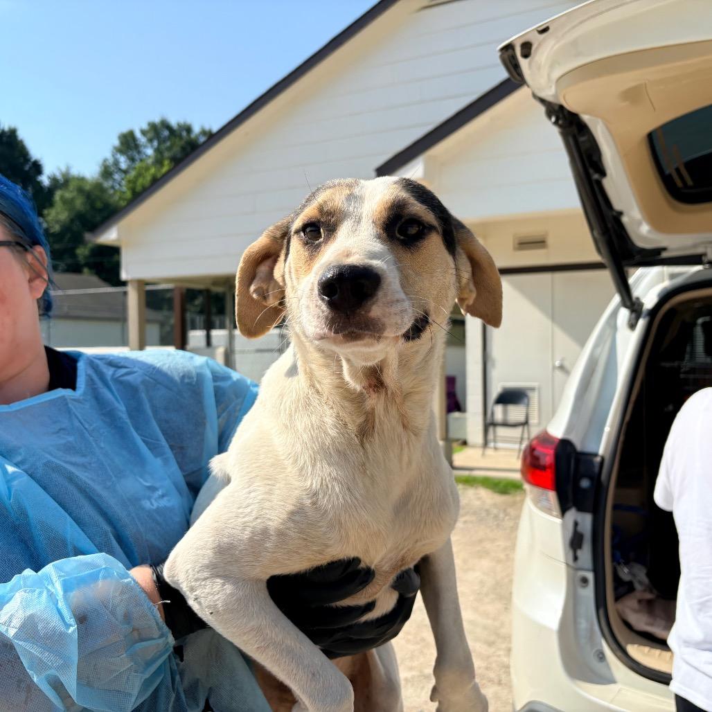 BEAR 4093, Adoptable, Adult Male Mixed Breed & None.