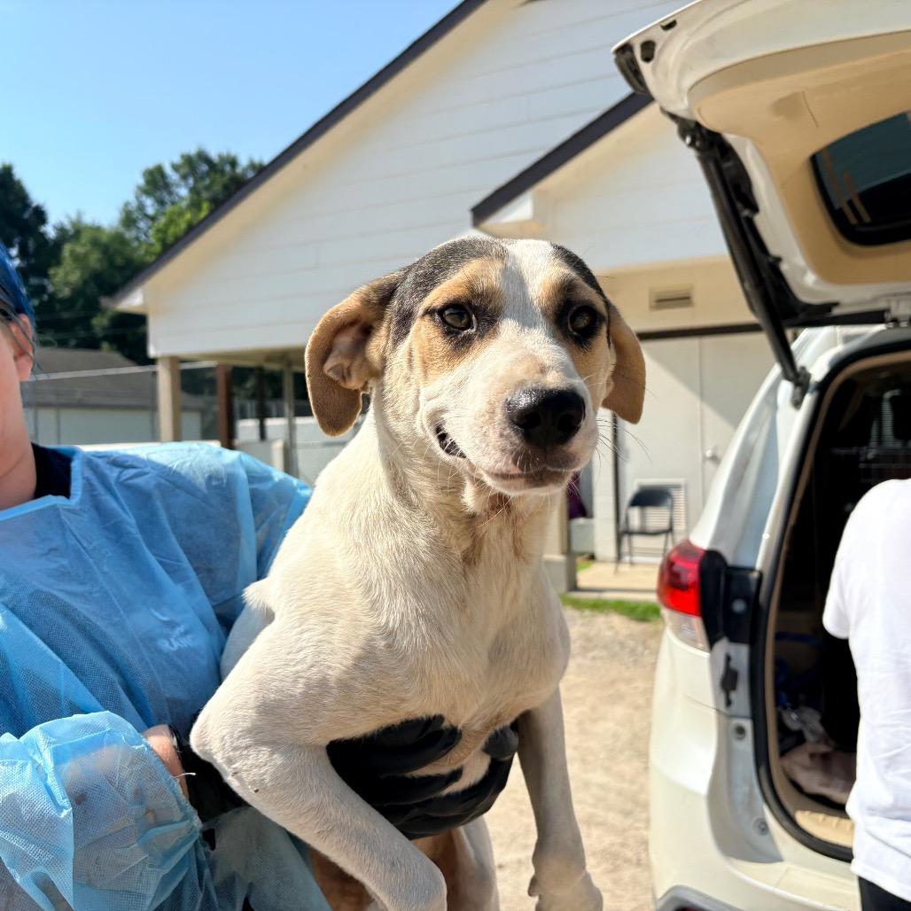 Enlarge BEAR 4093, a Adoptable Mixed Breed in LOXAHATCHEE, FL image 2/3
