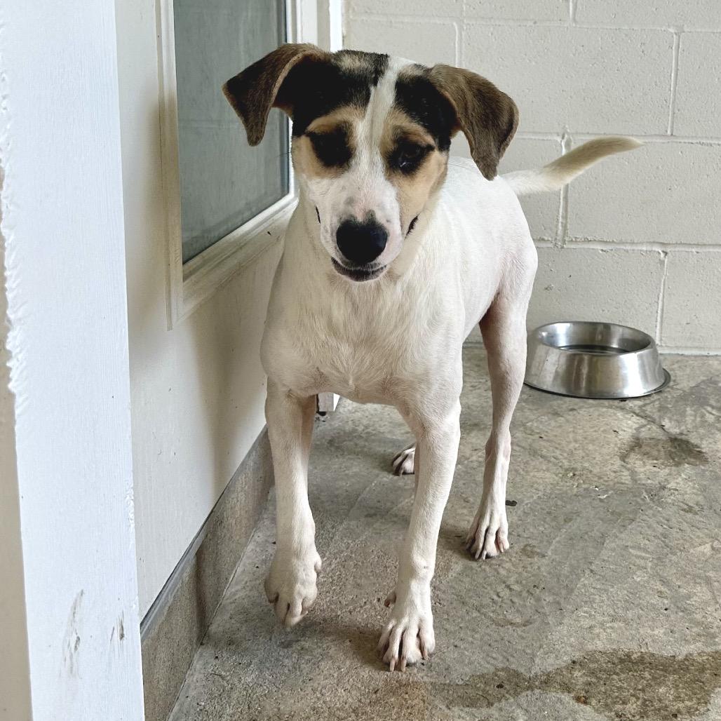 Enlarge BEAR 4093, a Adoptable Mixed Breed in LOXAHATCHEE, FL image 3/3