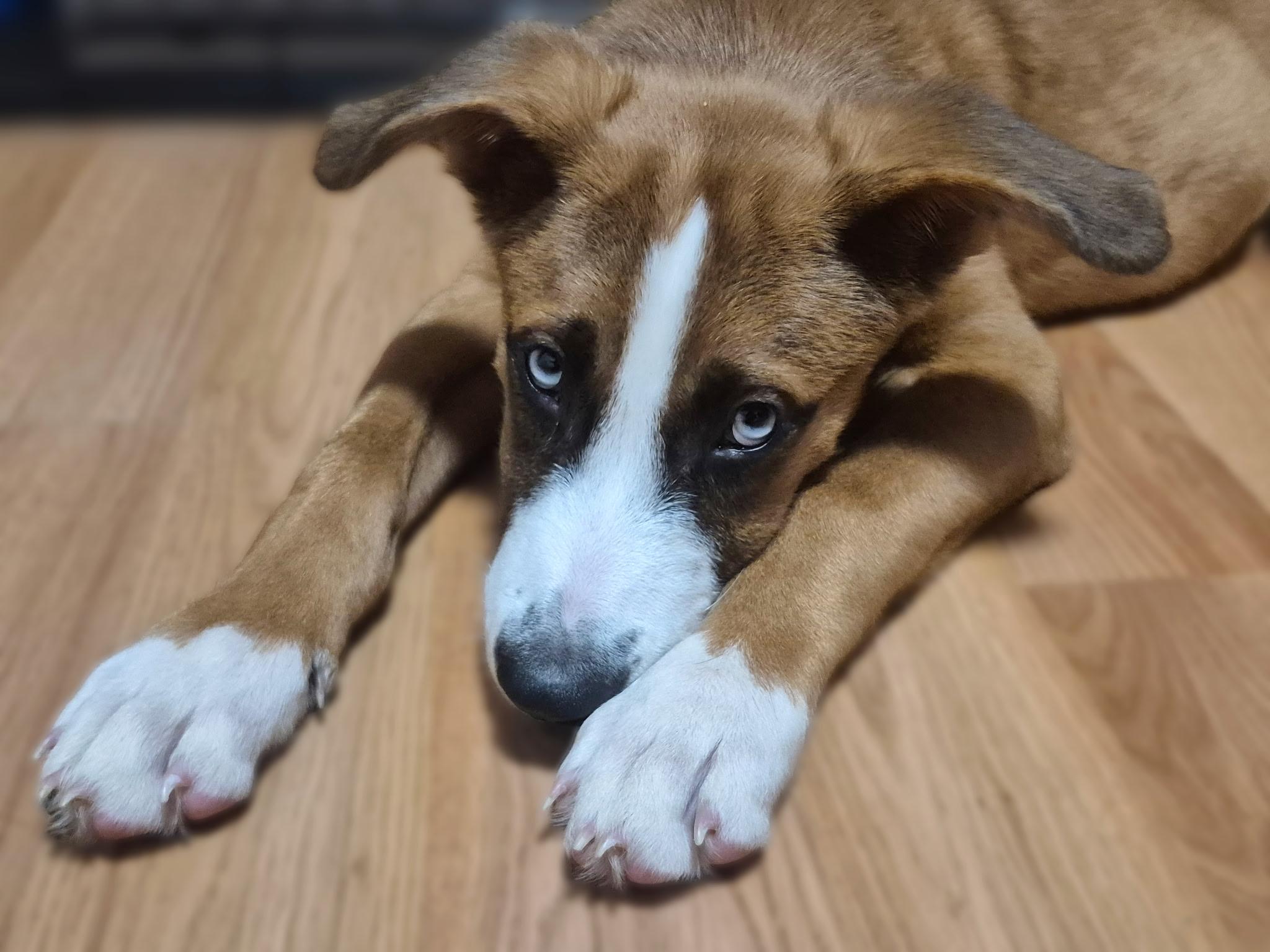 Photo of Baby Male Mountain Cur Red / Chestnut / Orange