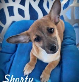 Enlarge DACHSHUND X PUPPIES, a Adopted mixed breed in Norco, CA image 1/5