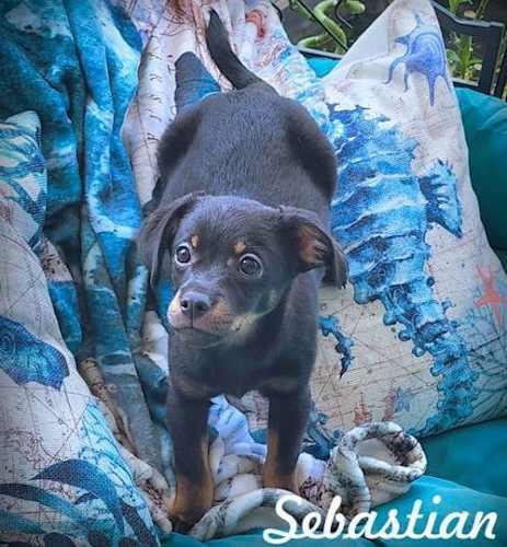 Enlarge DACHSHUND X PUPPIES, a Adopted mixed breed in Norco, CA image 2/5