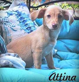 DACHSHUND X PUPPIES