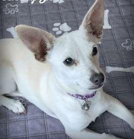 Enlarge DACHSHUND X PUPPIES, a Adopted mixed breed in Norco, CA image 4/5