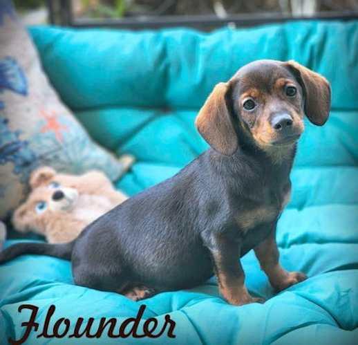 Enlarge DACHSHUND X PUPPIES, a Adopted mixed breed in Norco, CA image 5/5