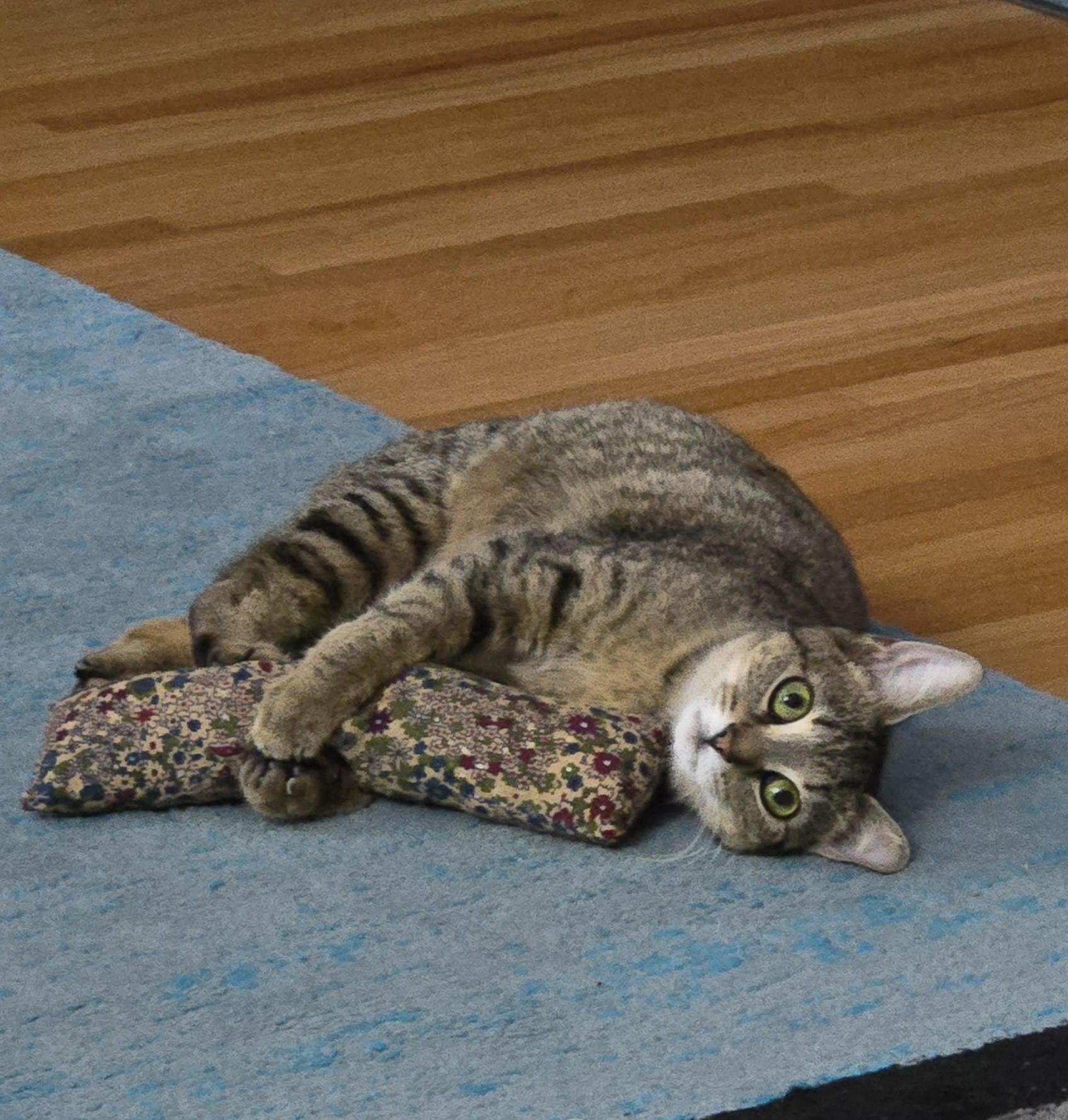 Felicia, an adoptable Domestic Short Hair in North Tonawanda, NY_image-1