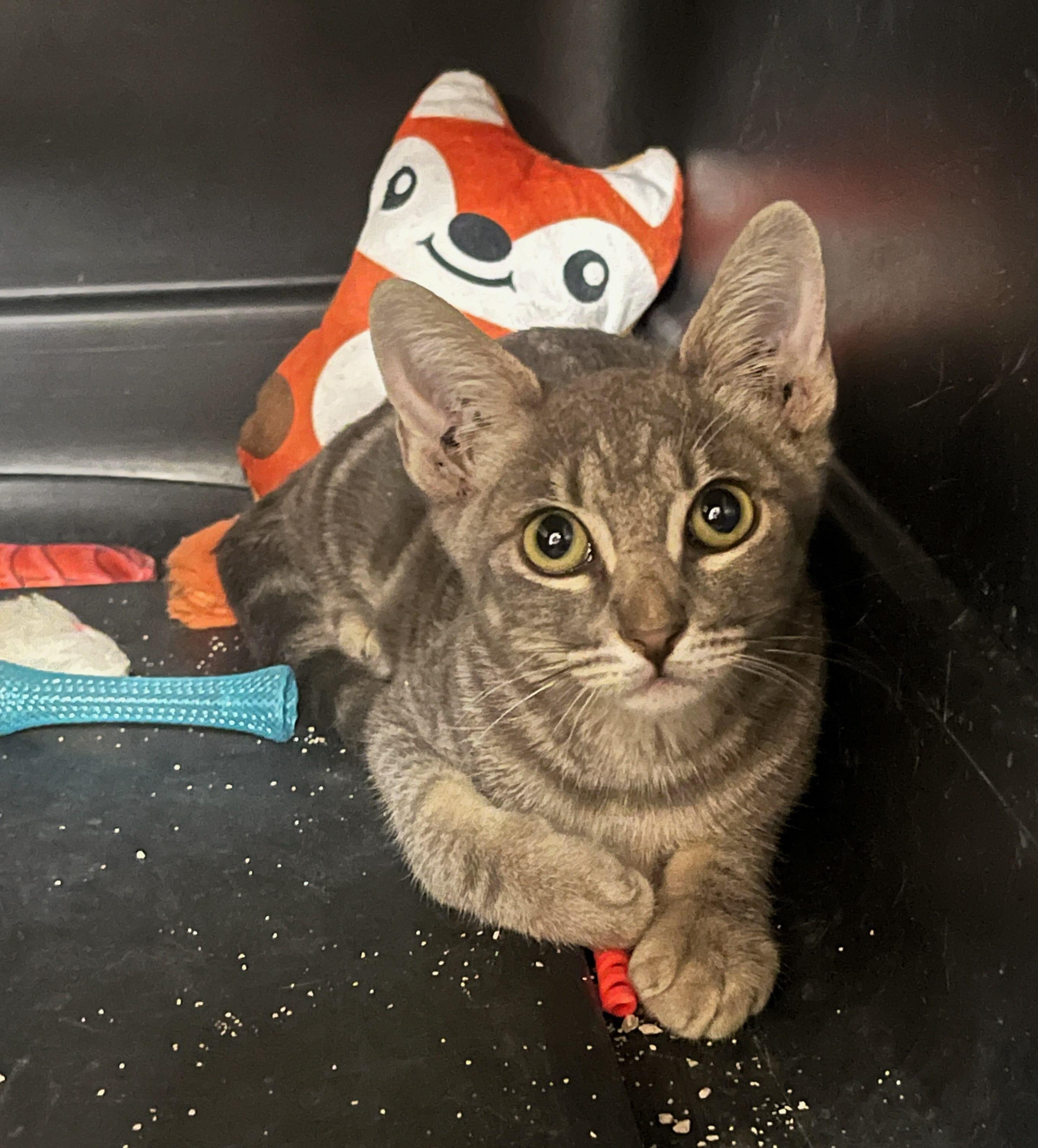 Han Solo, Adoptable, Young Male Tabby.