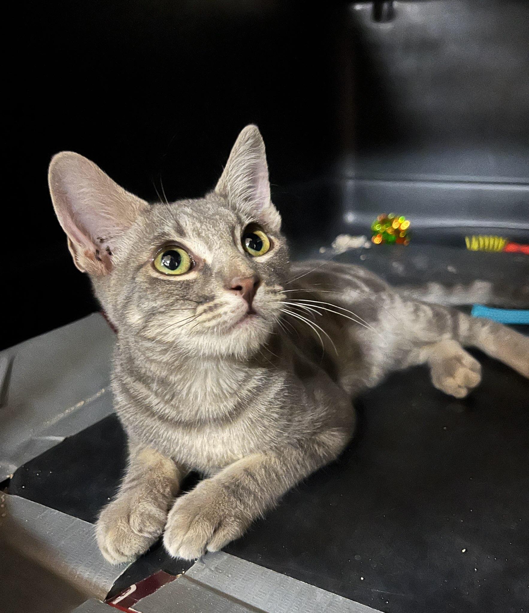 Han Solo, a Adoptable mixed breed in Phoenix , AZ image 2/2