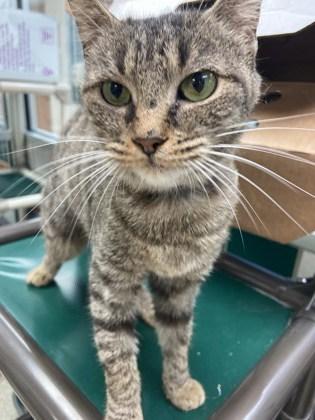 Harrietta, Adoptable, Adult Female Domestic Short Hair & Domestic Short Hair.