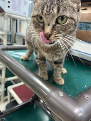 Enlarge Harrietta, a Adoptable Domestic Short Hair in Houston, TX image 2/3