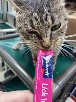 Enlarge Harrietta, a Adoptable Domestic Short Hair in Houston, TX image 3/3