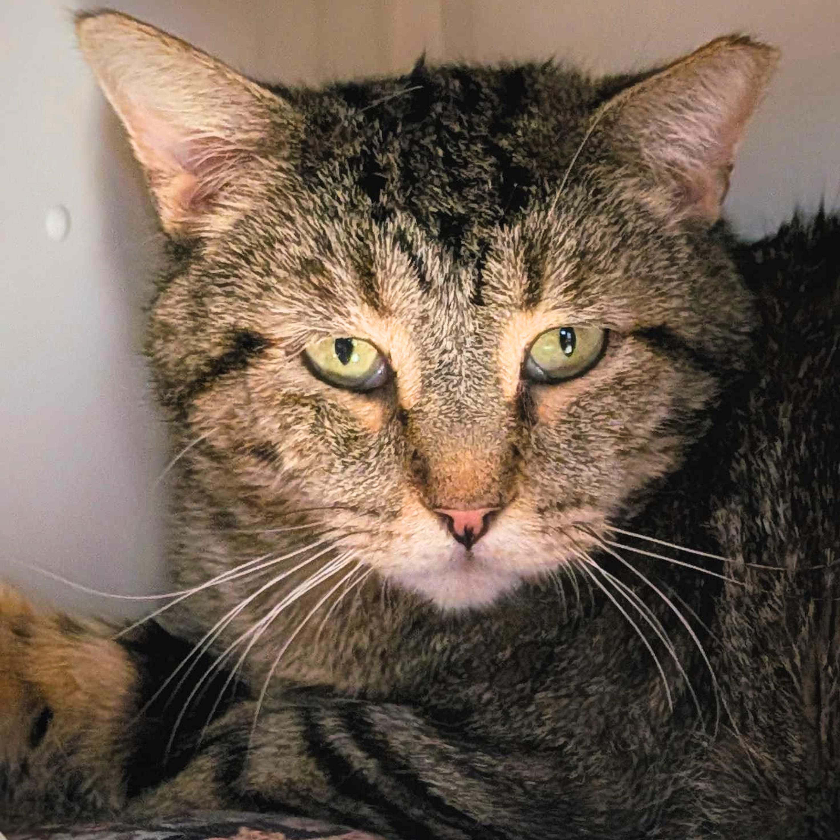 Enlarge Asa, a Adoptable mixed breed in Santa Fe, NM image 2/5