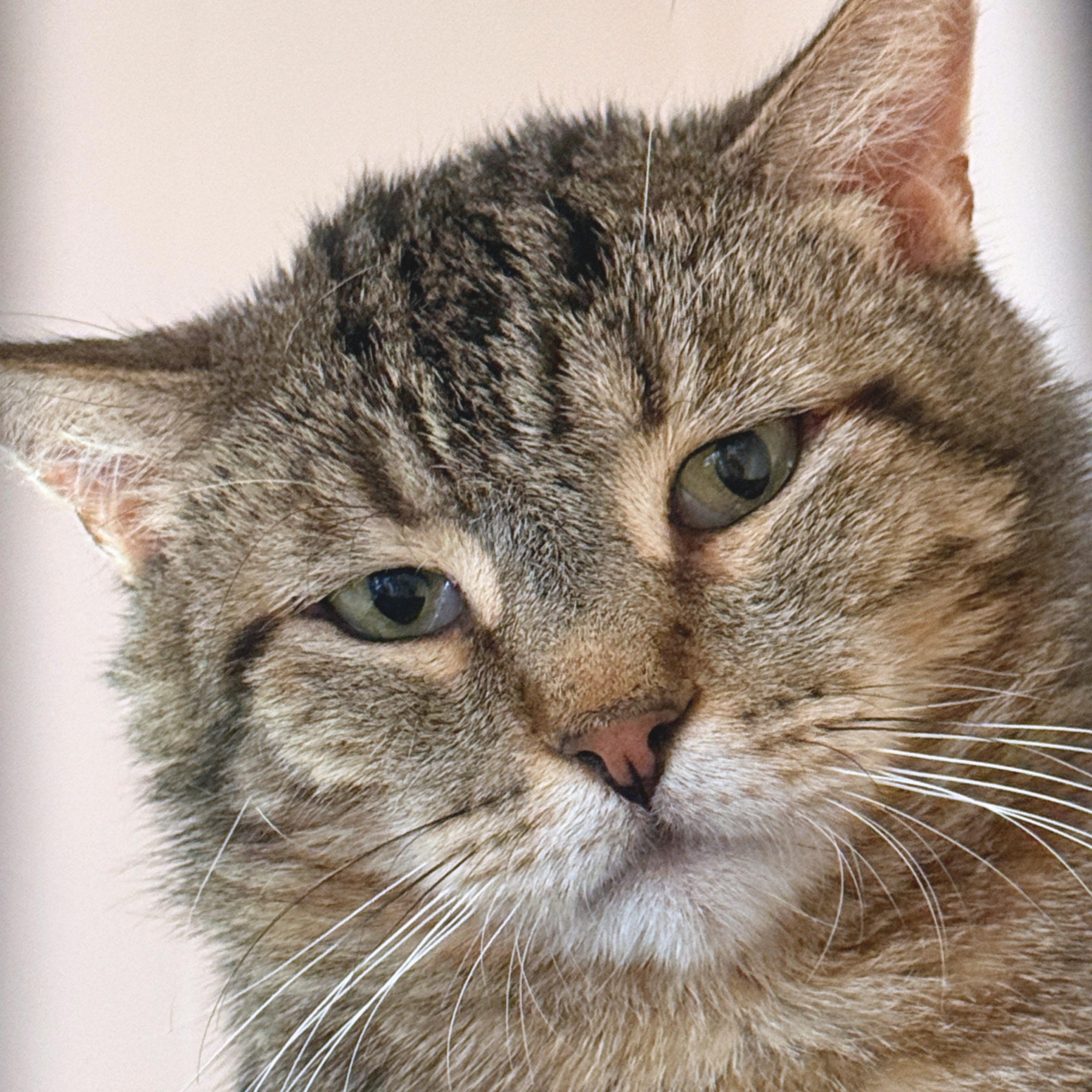 Enlarge Asa, a Adoptable mixed breed in Santa Fe, NM image 4/5