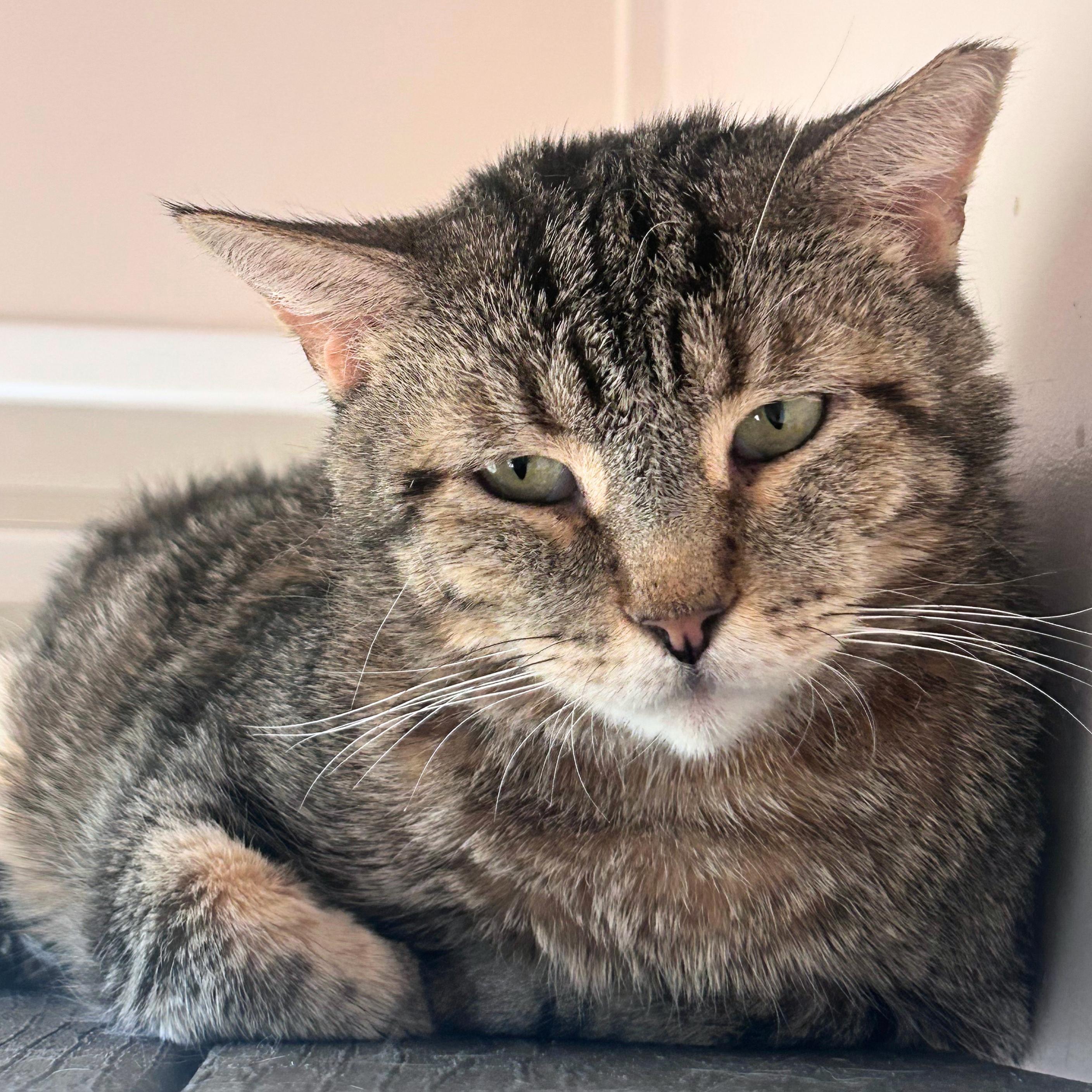 Enlarge Asa, a Adoptable mixed breed in Santa Fe, NM image 1/5