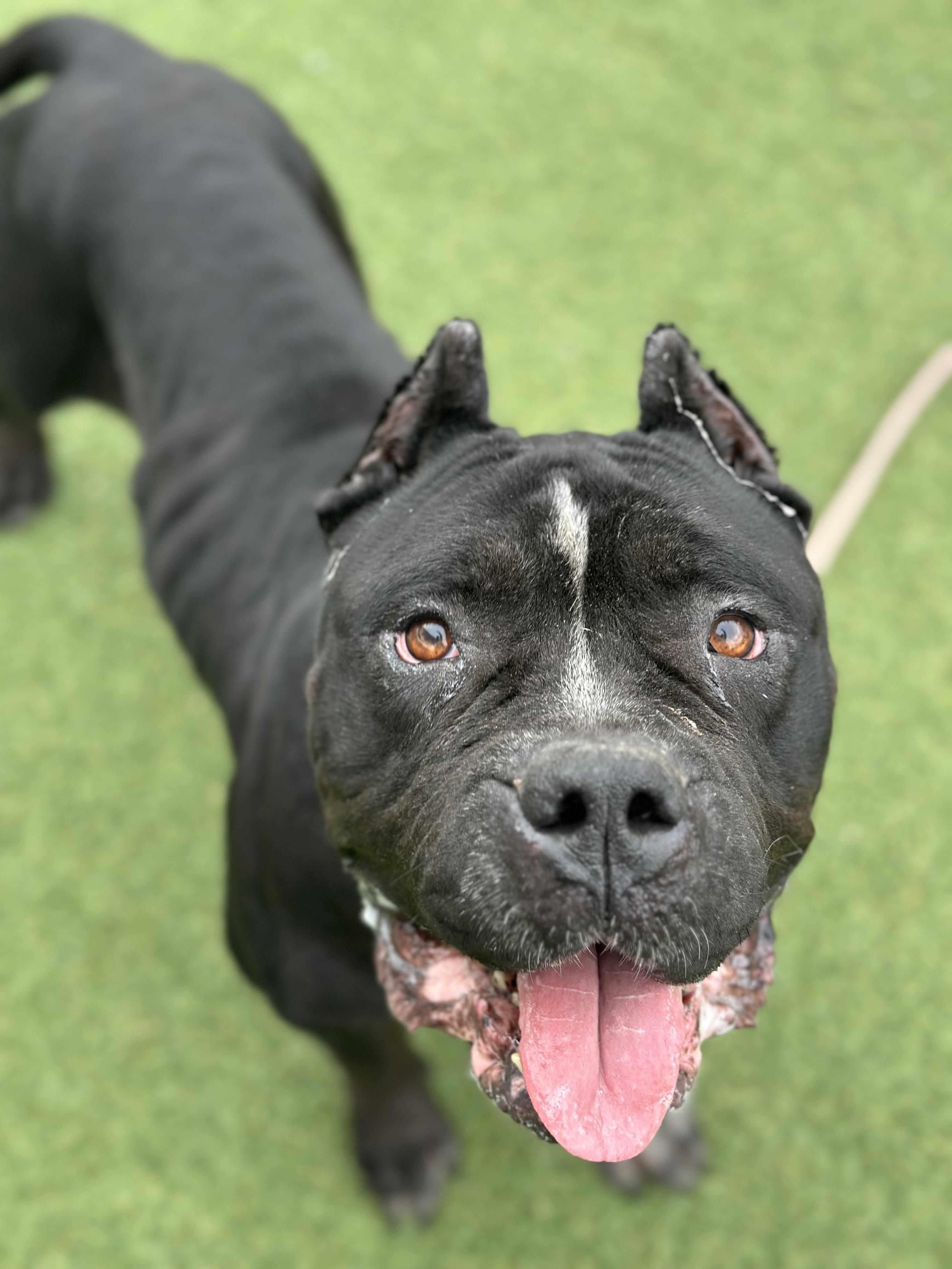 Syrena, Adoptable, Adult Female Pit Bull Terrier.