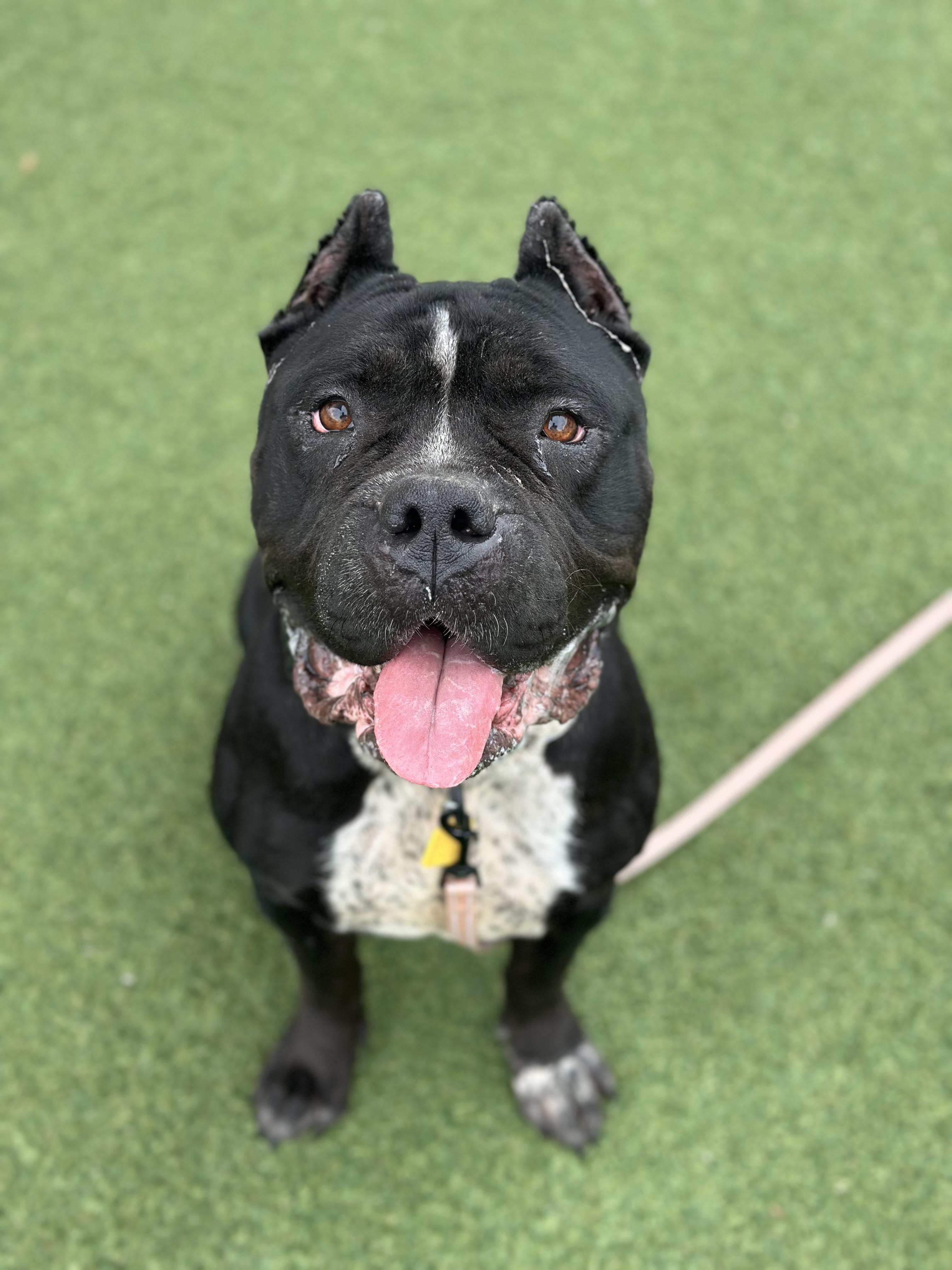 Syrena, Adoptable, Adult Female Pit Bull Terrier.