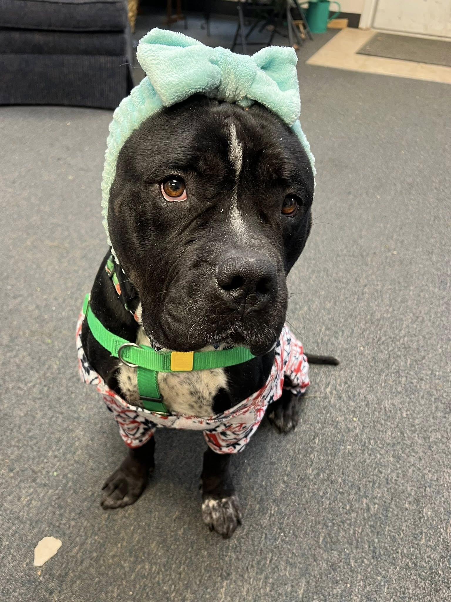 Enlarge Syrena, a Adoptable mixed breed in Cleveland, OH image 5/6