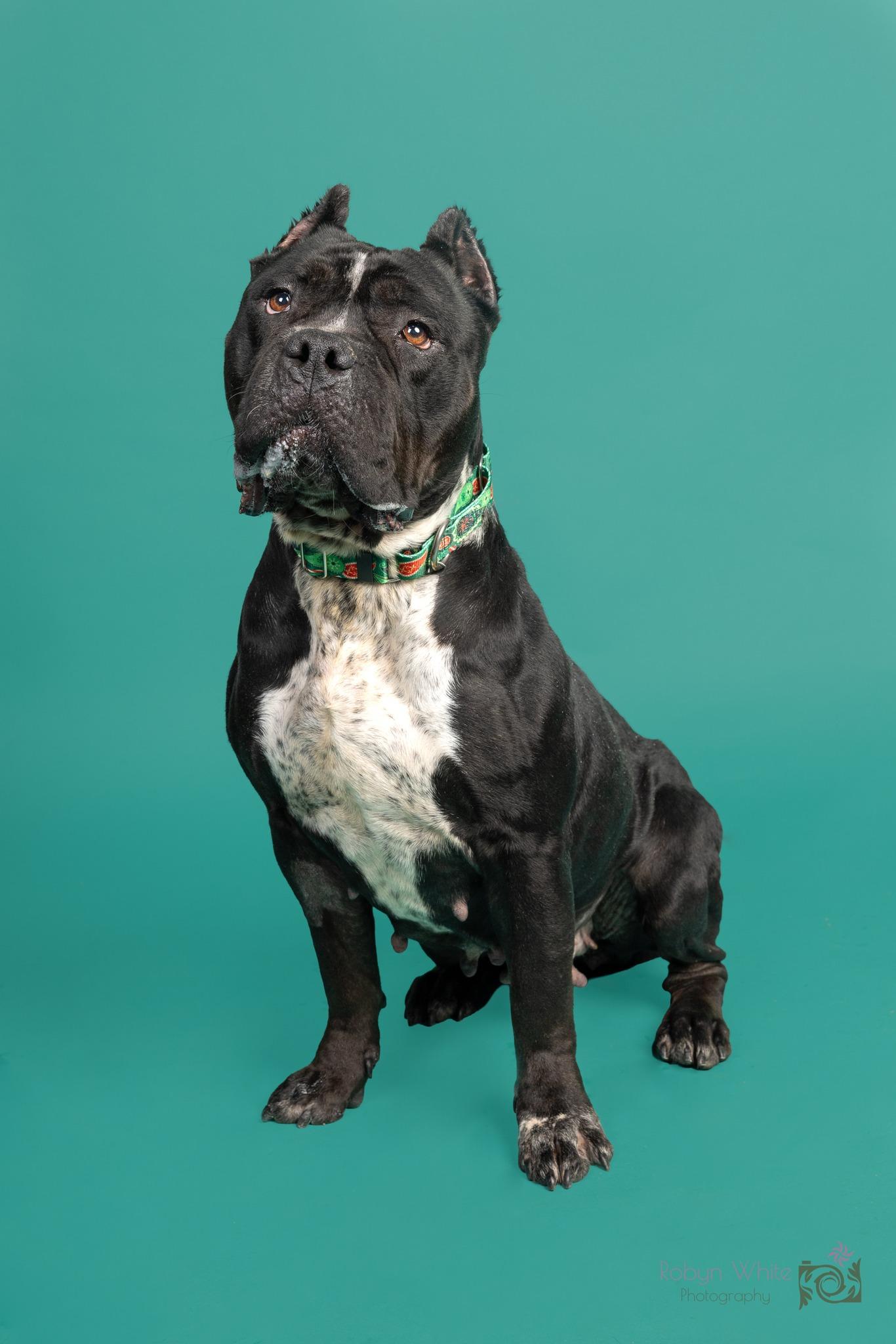 Syrena, a Adoptable mixed breed in Cleveland, OH image 3/6