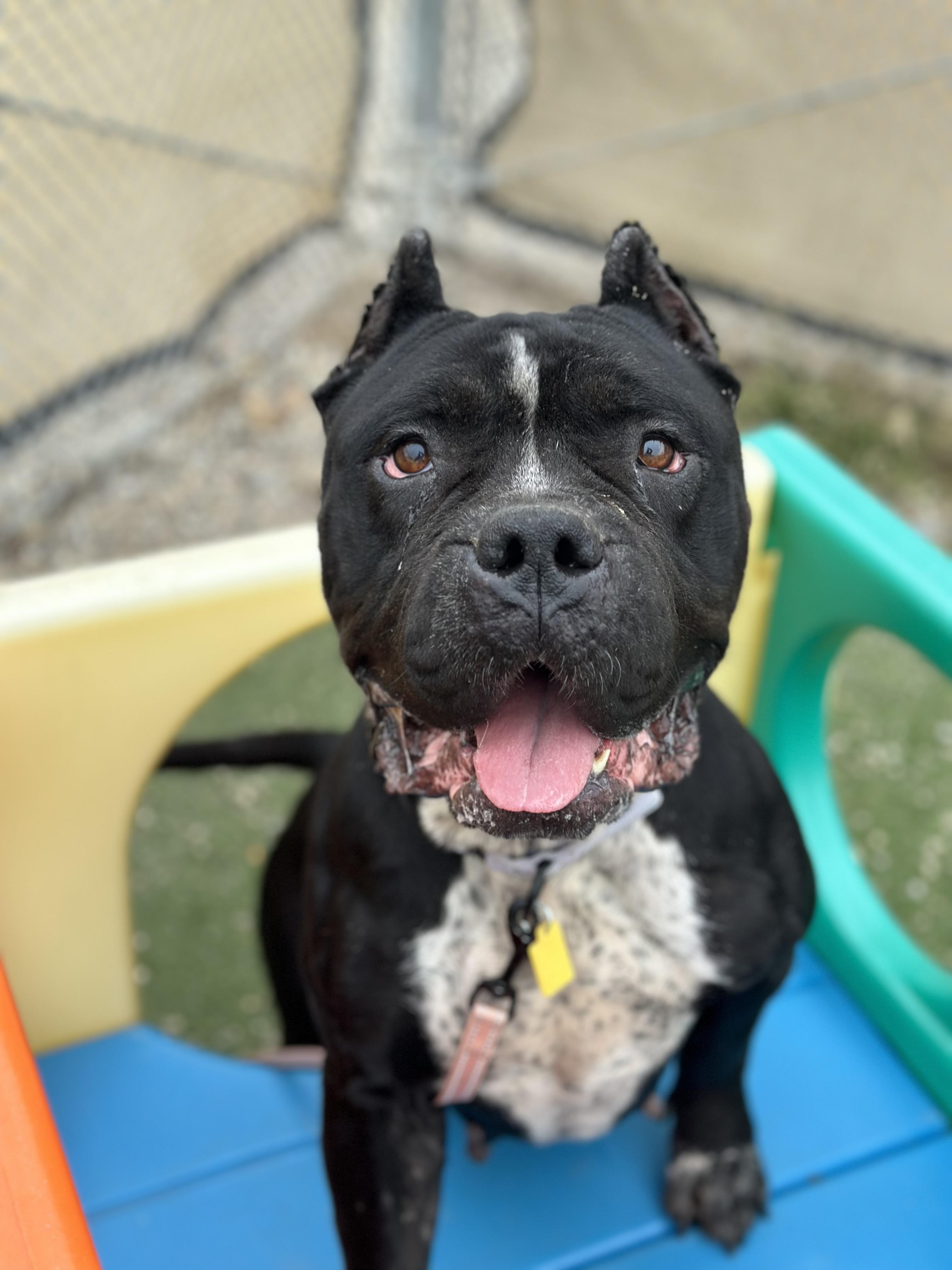 Syrena, a Adoptable mixed breed in Cleveland, OH image 4/6