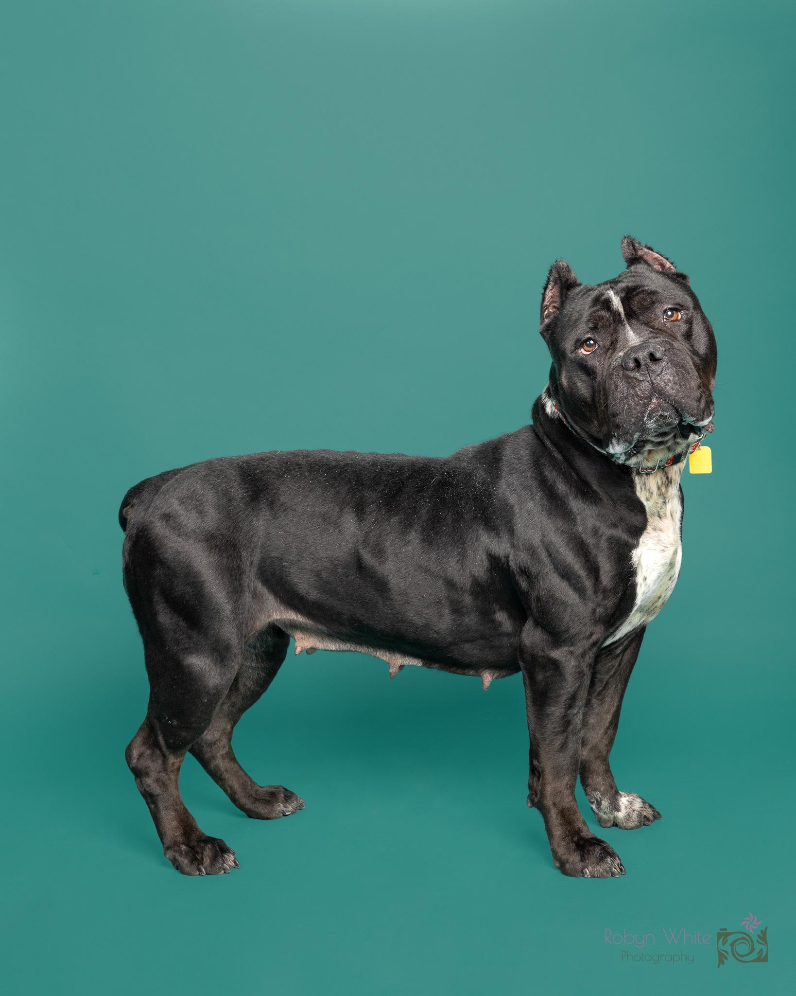 Syrena, a Adoptable mixed breed in Cleveland, OH image 5/6