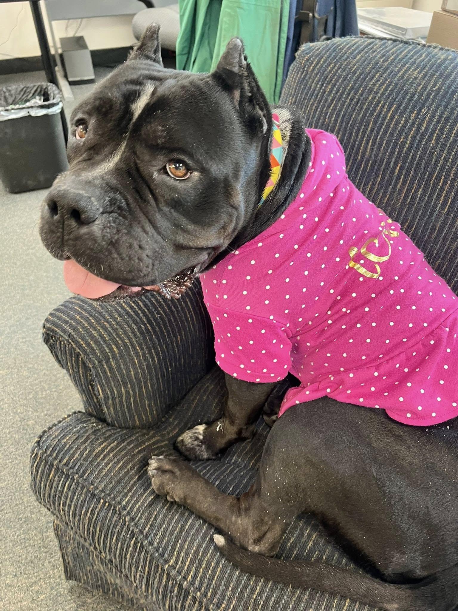 Syrena, Adoptable, Adult Female Pit Bull Terrier.