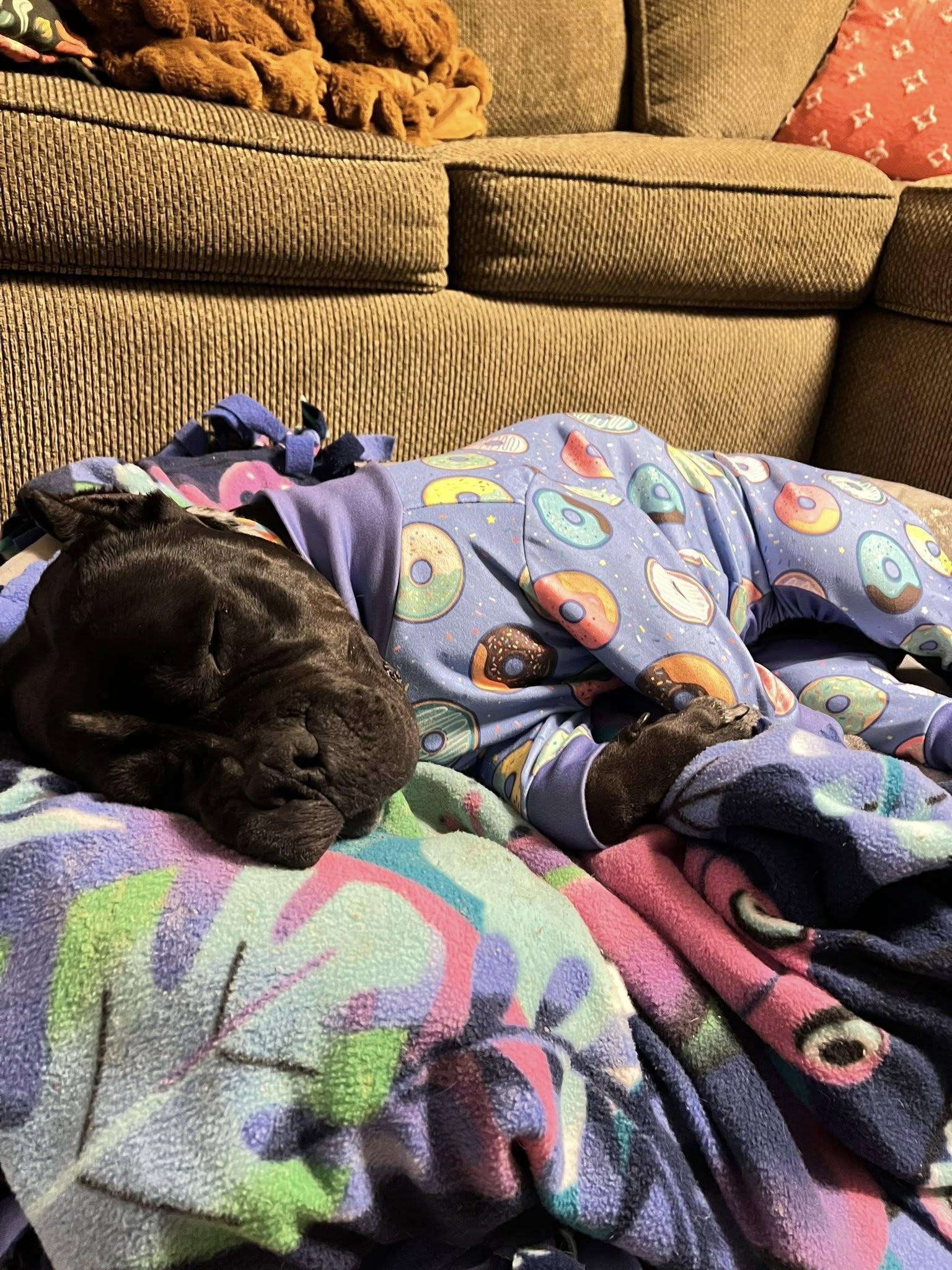 Enlarge Syrena, a Adoptable mixed breed in Cleveland, OH image 6/6