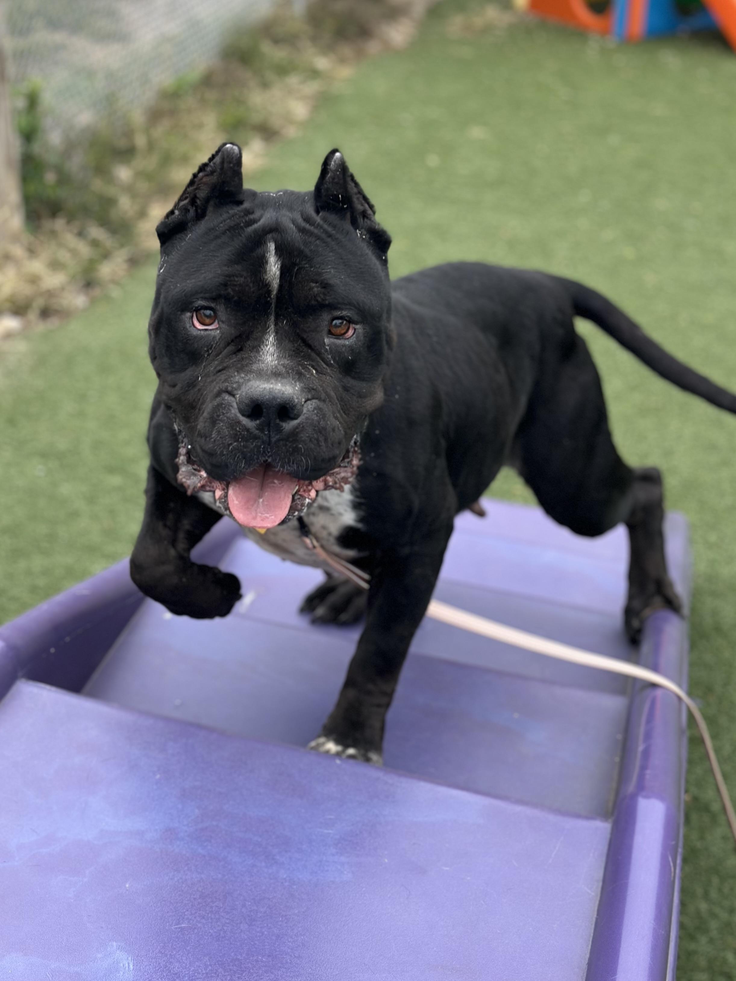 Syrena, a Adoptable mixed breed in Cleveland, OH image 6/6