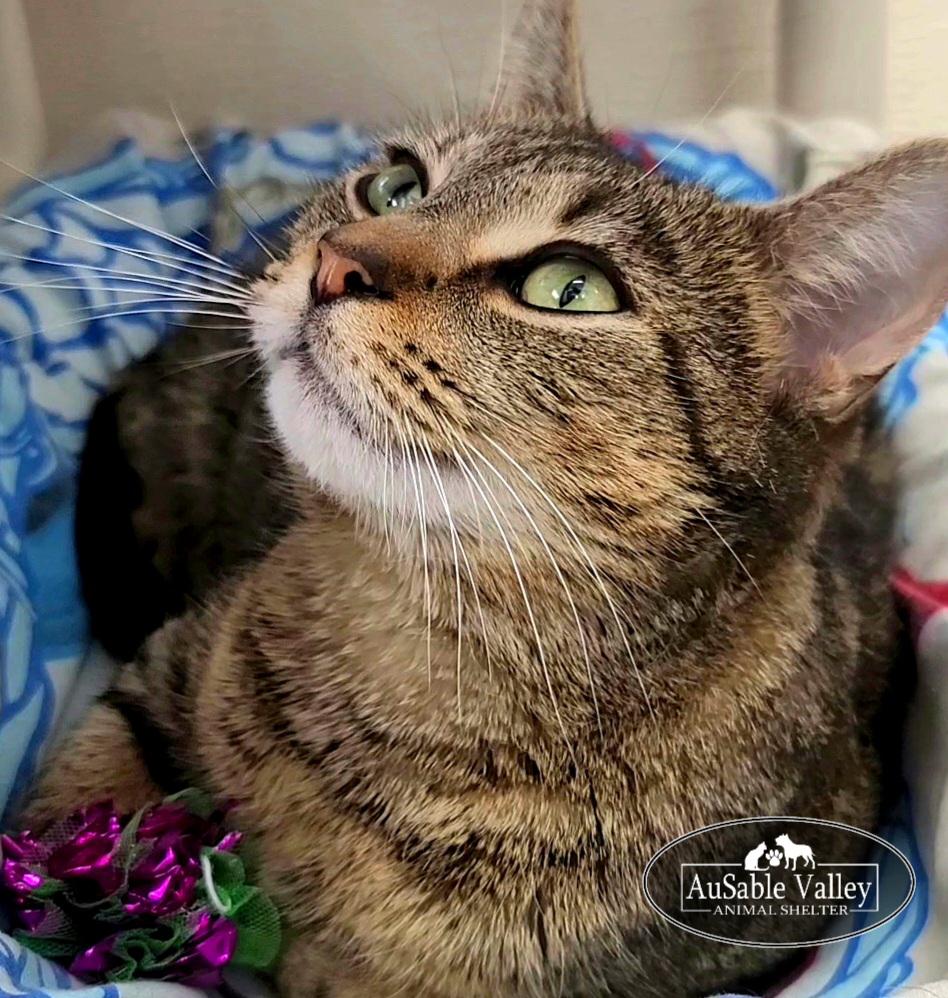 Desiree, a ADOPTABLE Domestic Short Hair in Grayling, MI image 2/4