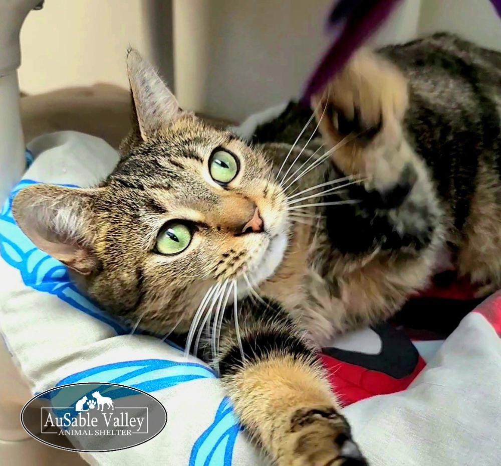 Desiree, a ADOPTABLE Domestic Short Hair in Grayling, MI image 1/4