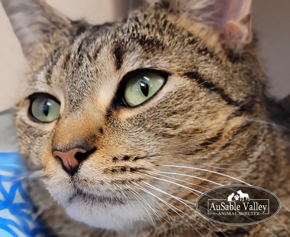 Desiree, a ADOPTABLE Domestic Short Hair in Grayling, MI image 4/4