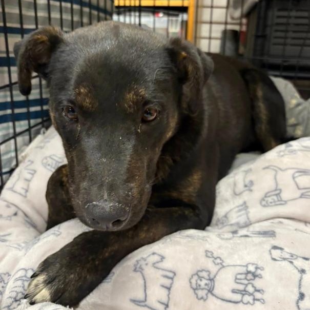 Jedi, an adopted mixed breed in Agua Dulce, CA image 2/2