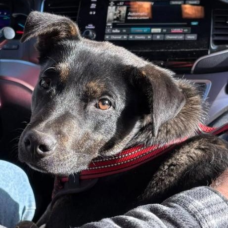 Jedi, an adopted mixed breed in Agua Dulce, CA image 1/2