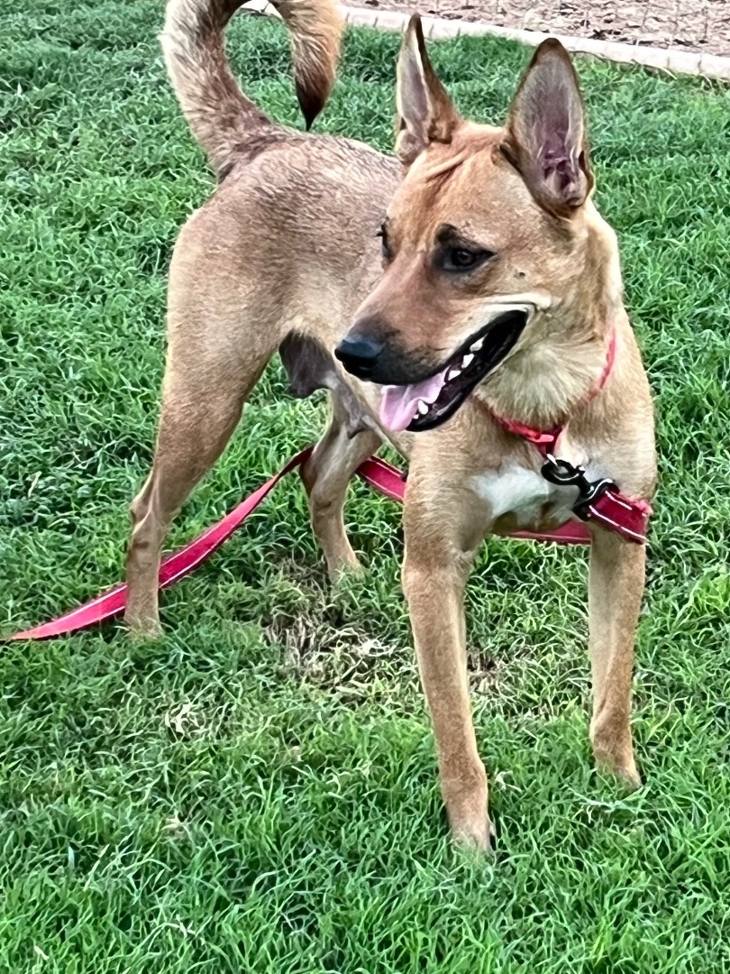 Vali, Adopted, Adult Female Shepherd & Yellow Labrador Retriever.