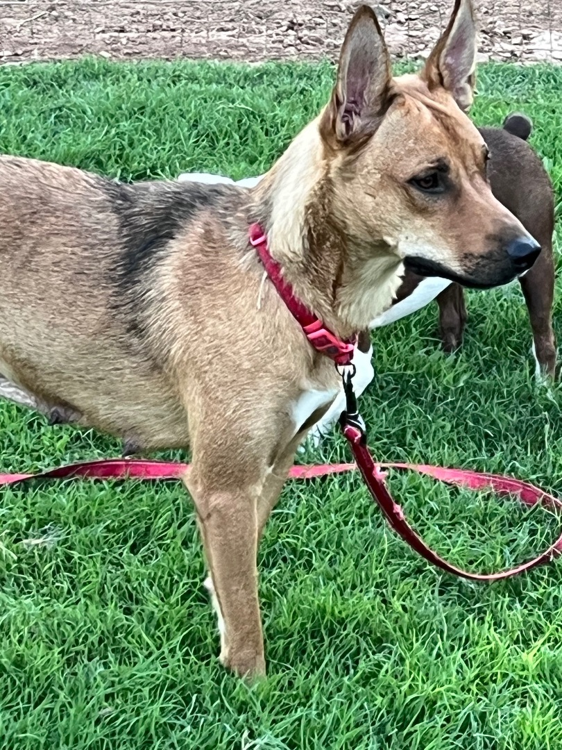 Vali, a Adopted mixed breed in Gilbert, AZ image 2/6