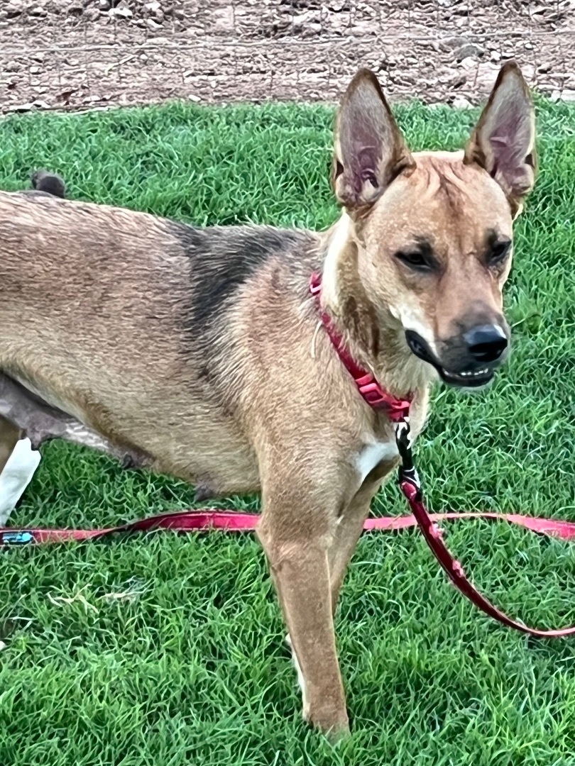 Vali, a Adopted mixed breed in Gilbert, AZ image 3/6