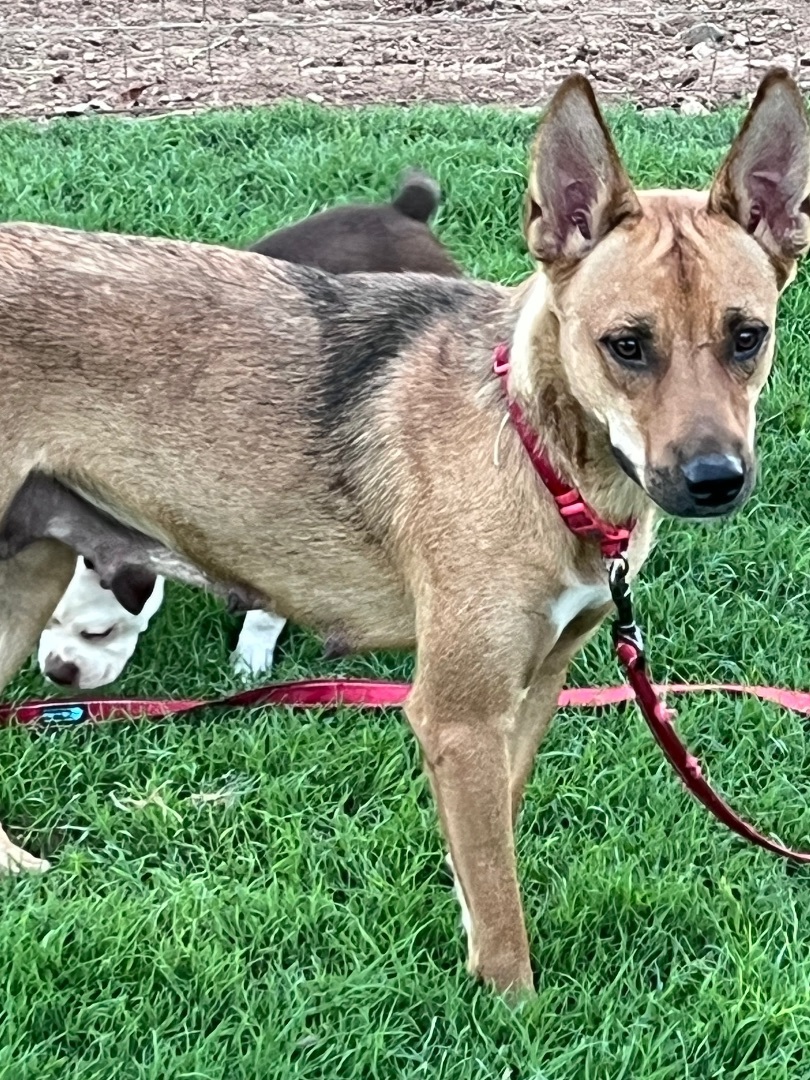 Vali, a Adopted mixed breed in Gilbert, AZ image 4/6