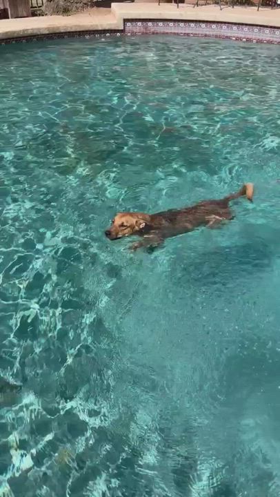 Enlarge Vali, a Adopted mixed breed in Gilbert, AZ video 6/6