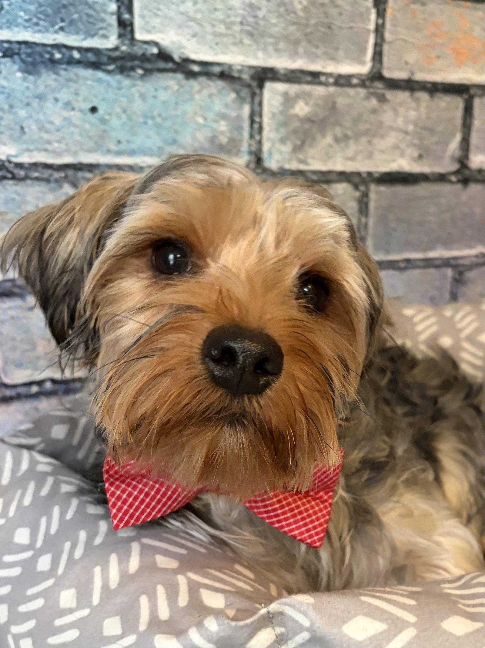 Winston, a Adoptable Yorkshire Terrier in Barnhart, MO image 1/3