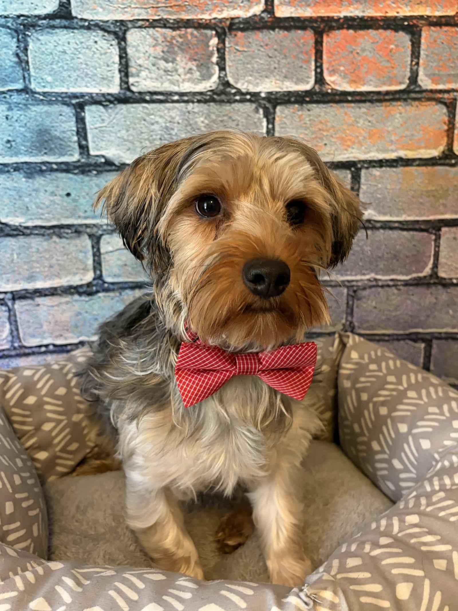 Winston, a Adoptable Yorkshire Terrier in Barnhart, MO image 2/3