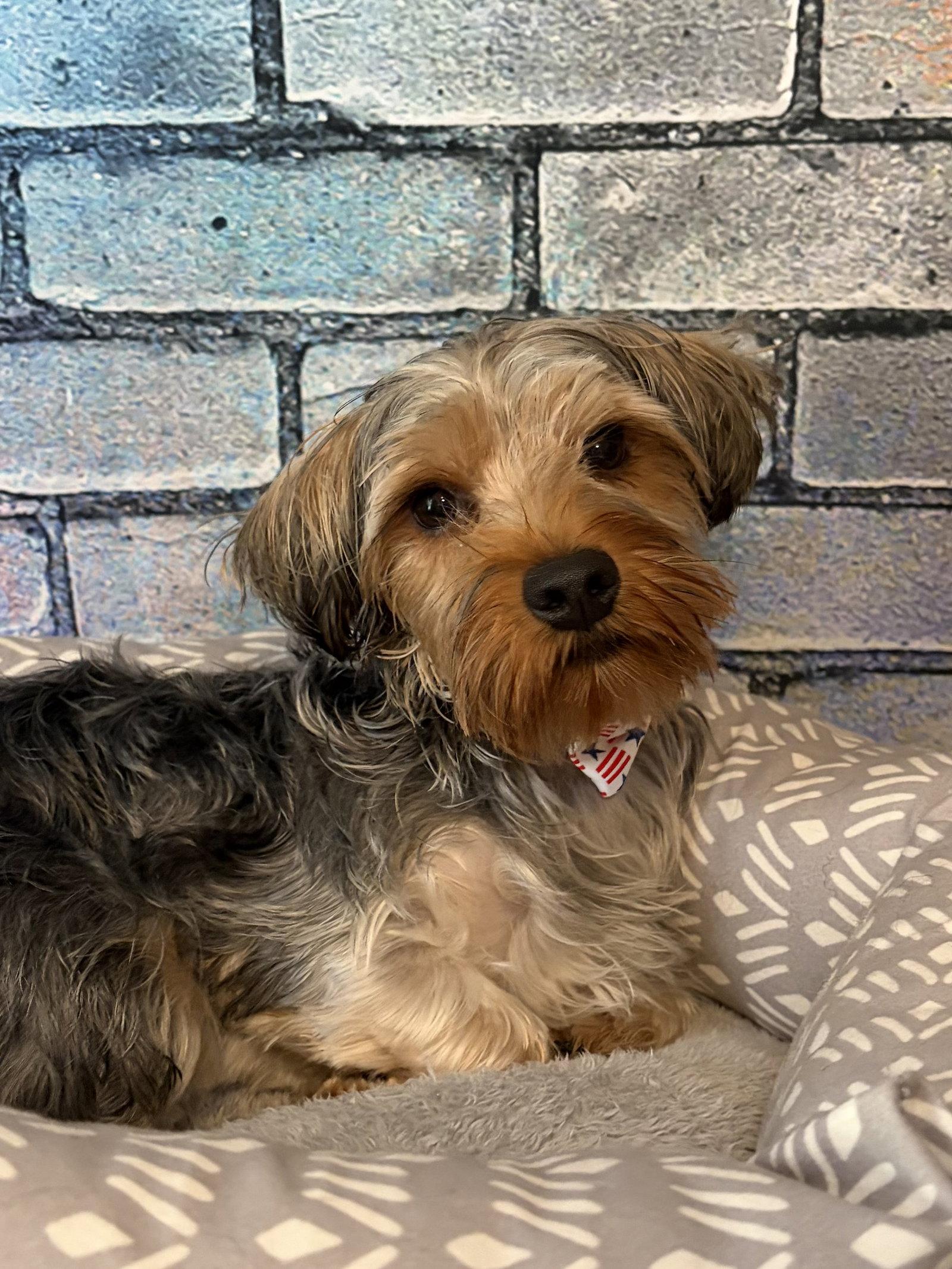 Winston, a Adoptable Yorkshire Terrier in Barnhart, MO image 3/3