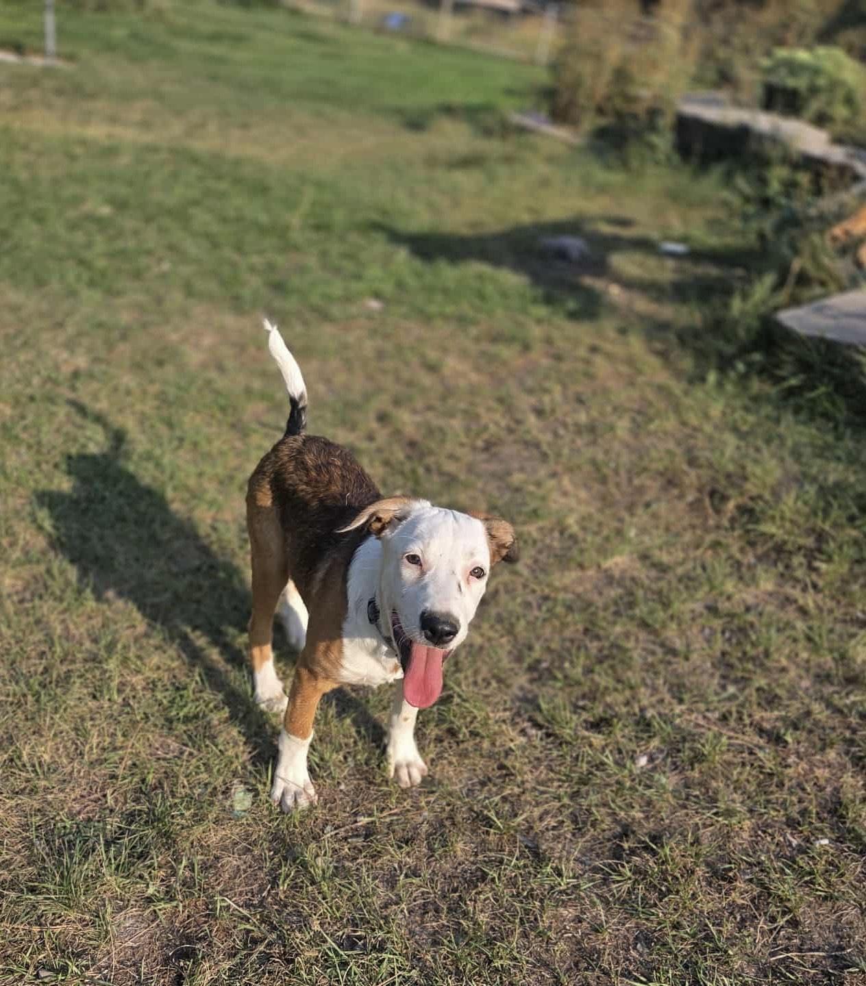 Enlarge Summit, a Adopted mixed breed in Huson, MT image 4/5