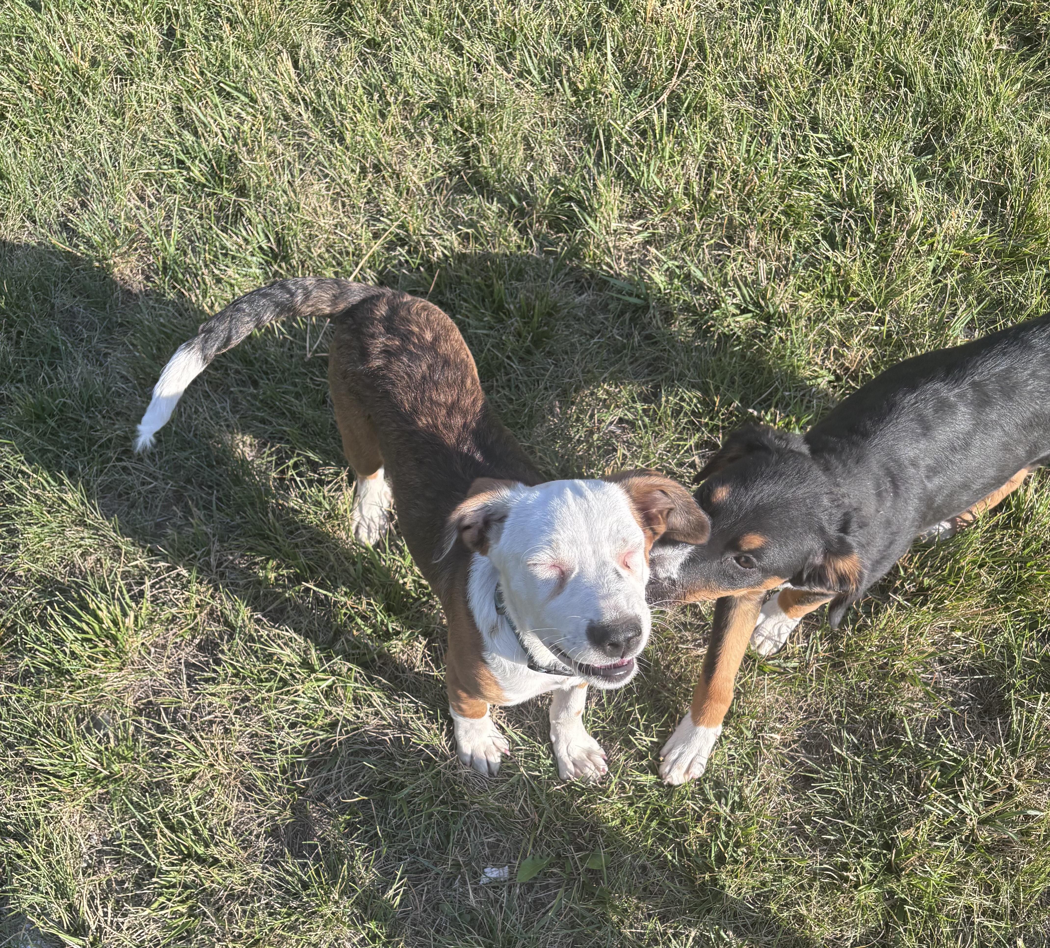 Enlarge Summit, a Adopted mixed breed in Huson, MT image 2/5