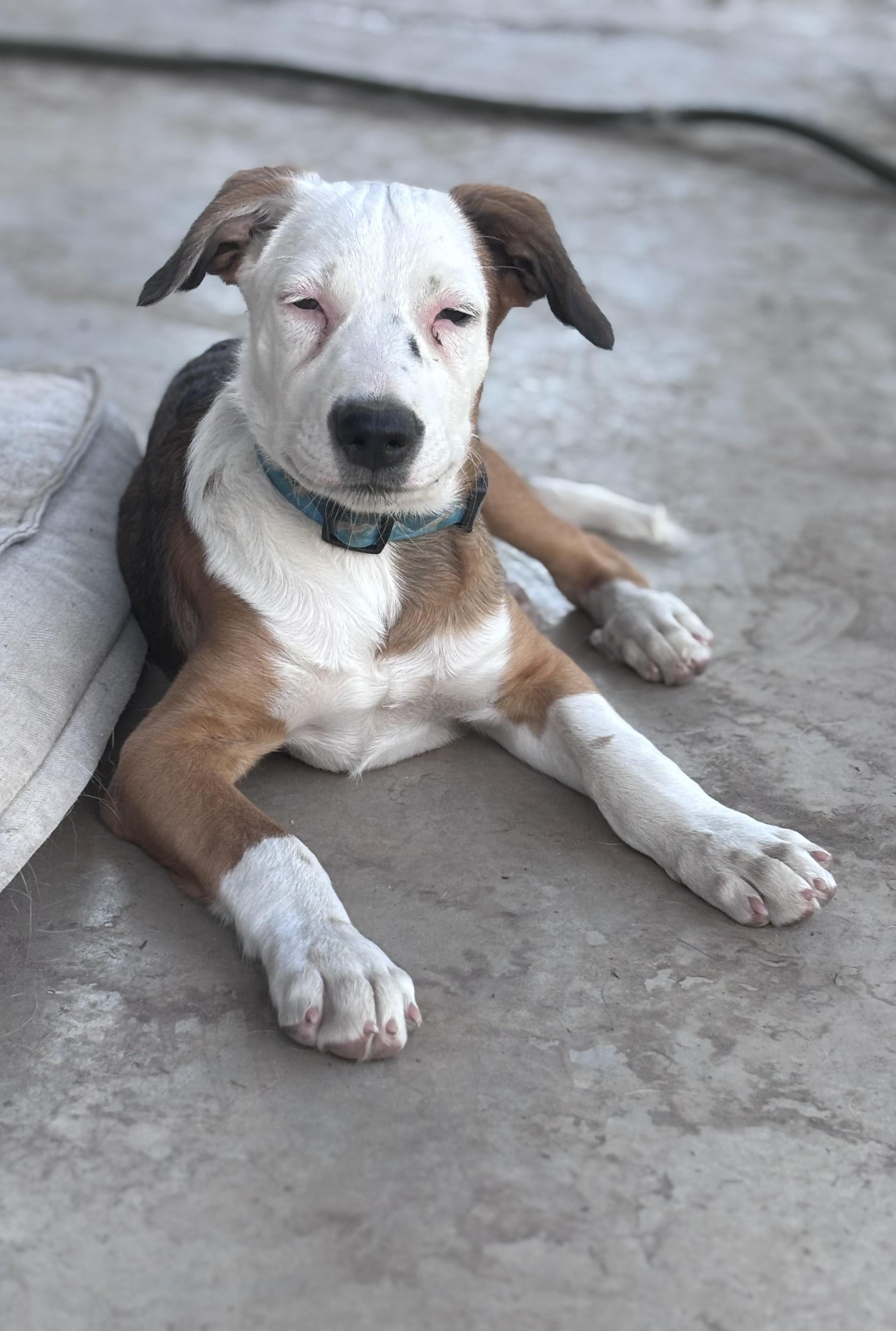 Summit, Adopted, Puppy Male Pit Bull Terrier.