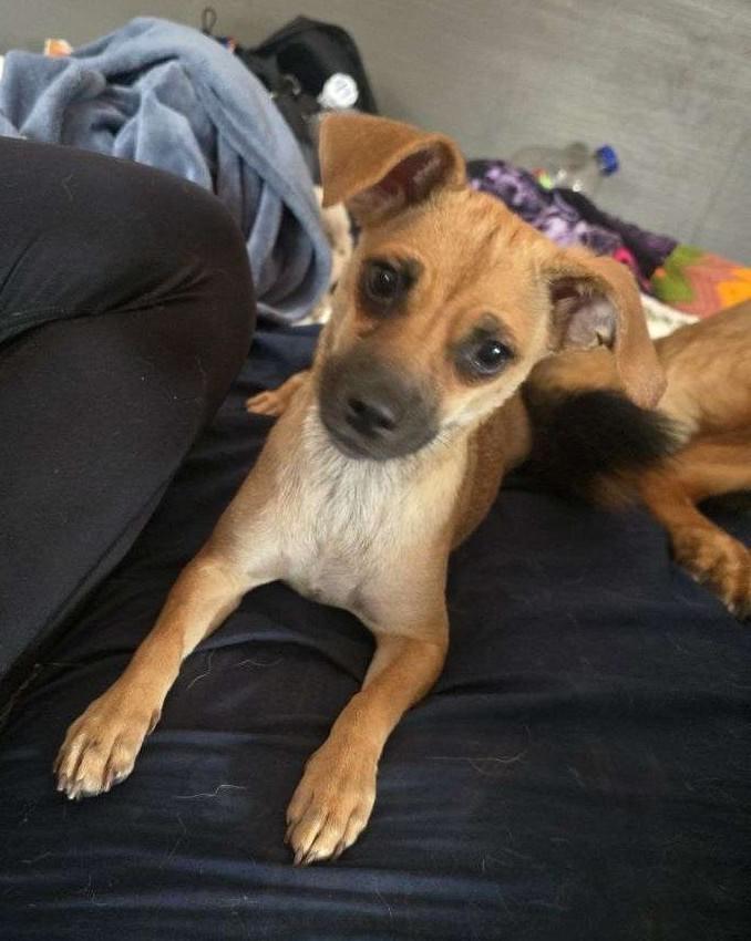Enlarge Bree, a Adoptable mixed breed in lynnwood , WA image 5/6