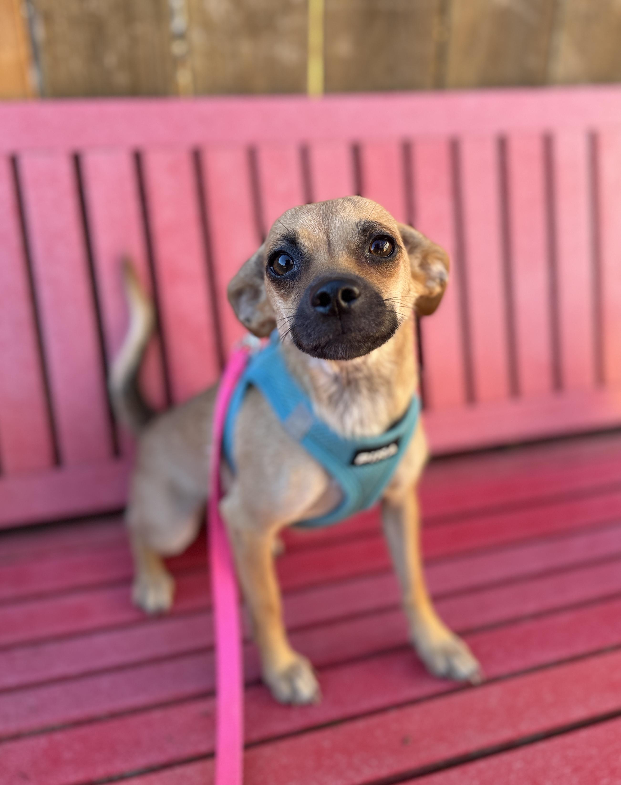 Bree, Adoptable, Adult Female Chiweenie & Dachshund.
