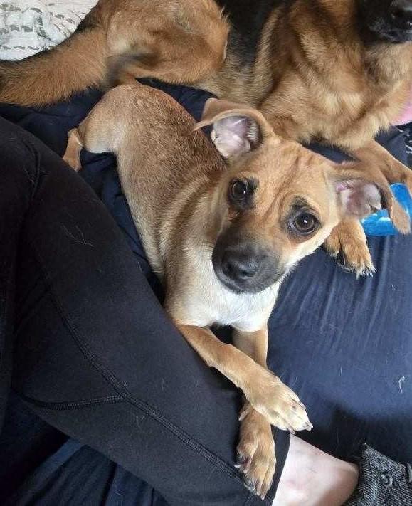 Enlarge Bree, a Adoptable mixed breed in lynnwood , WA image 2/6