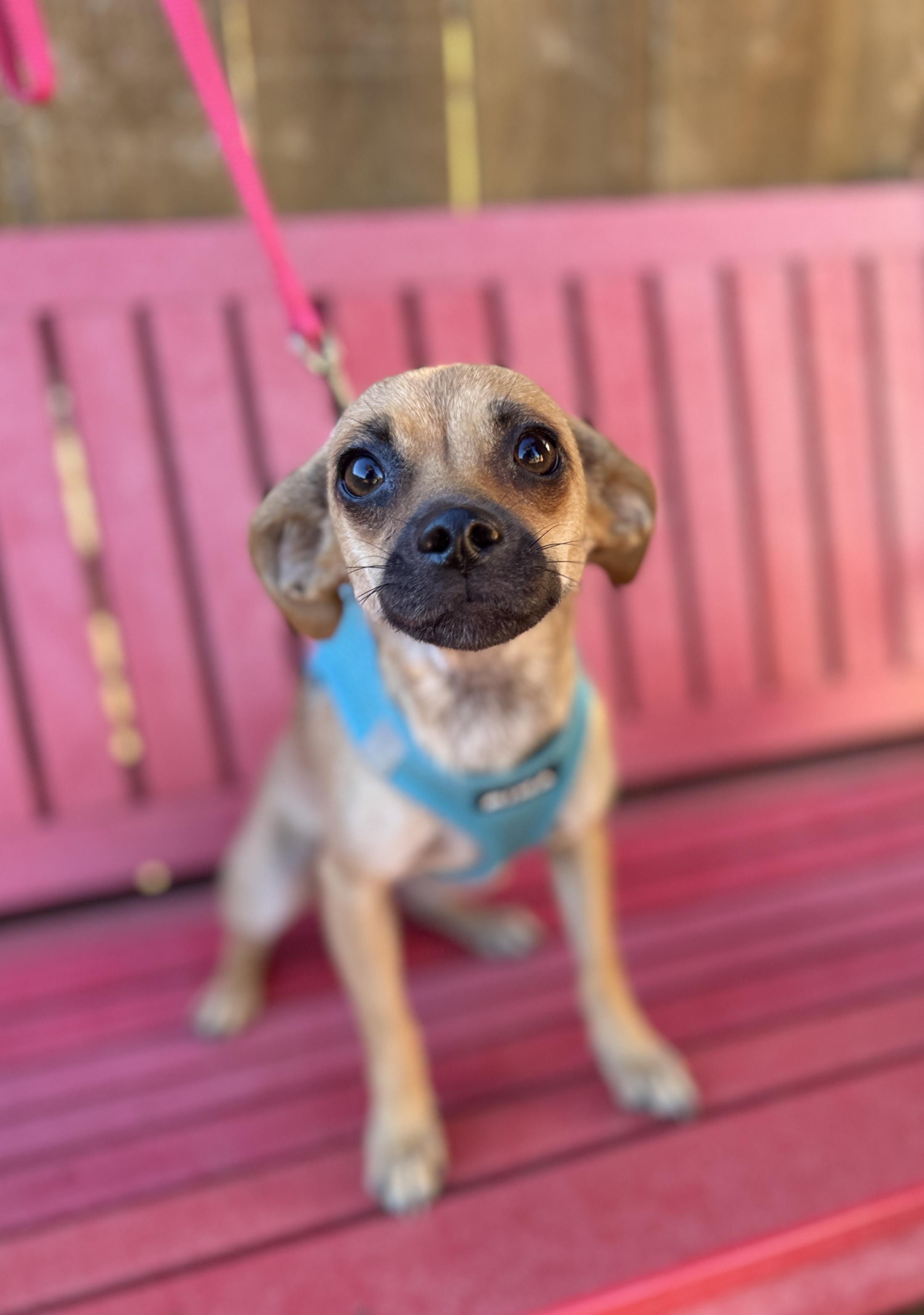 Enlarge Bree, a Adoptable mixed breed in lynnwood , WA image 4/6