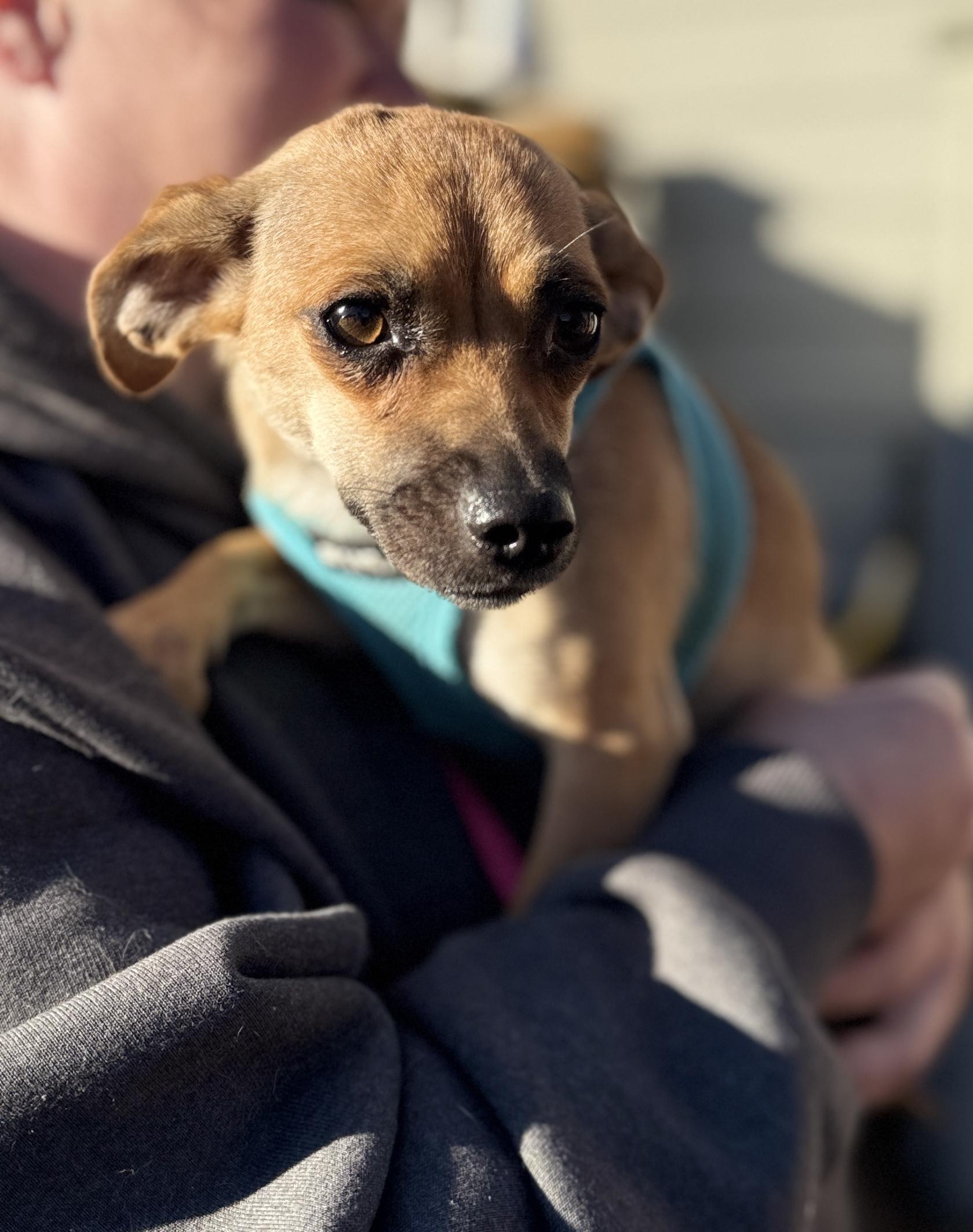 Enlarge Bree, a Adoptable mixed breed in lynnwood , WA image 3/6